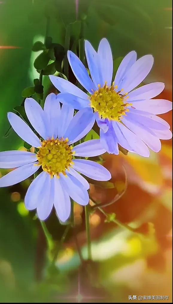 一草一木皆本心一花一叶皆菩提,一花一叶一菩提一草一木皆有情