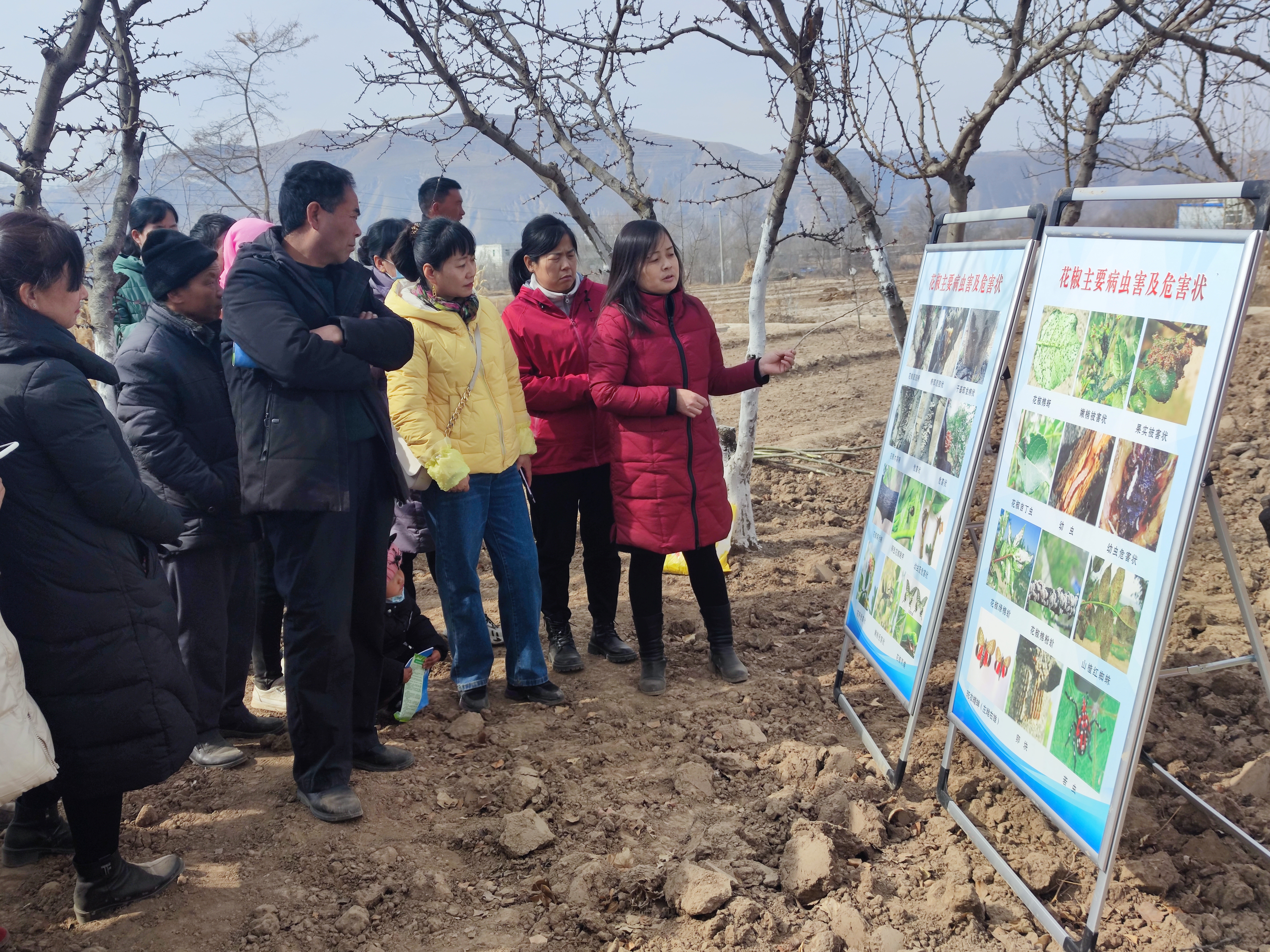 临夏花椒业,临夏花椒产业