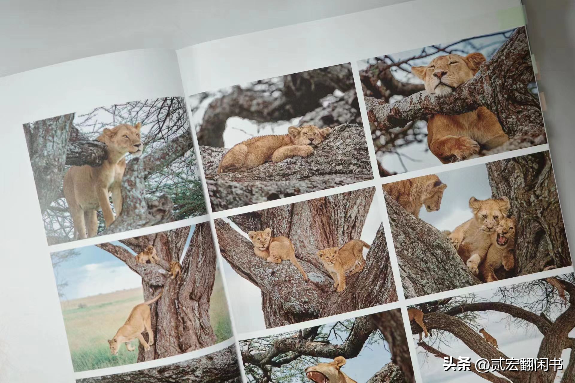 好想去非洲看动物大迁徙呀!先靠这书解馋吧