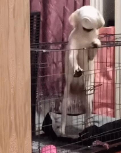 每日一笑,自己拆的家就是有安全感