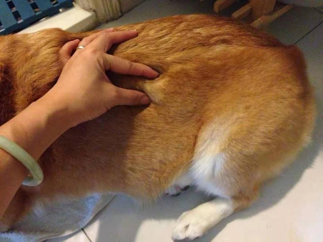 狗狗的常见肿瘤有哪些?别因为无知害了狗狗