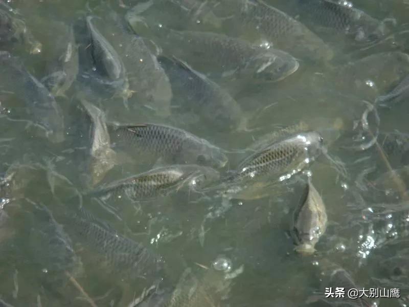 养鱼降低风险最好方法,养鱼不杀菌可以吗