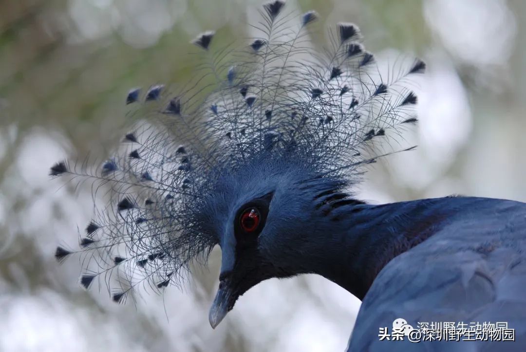 苗鸟小学,苗鸟念什么