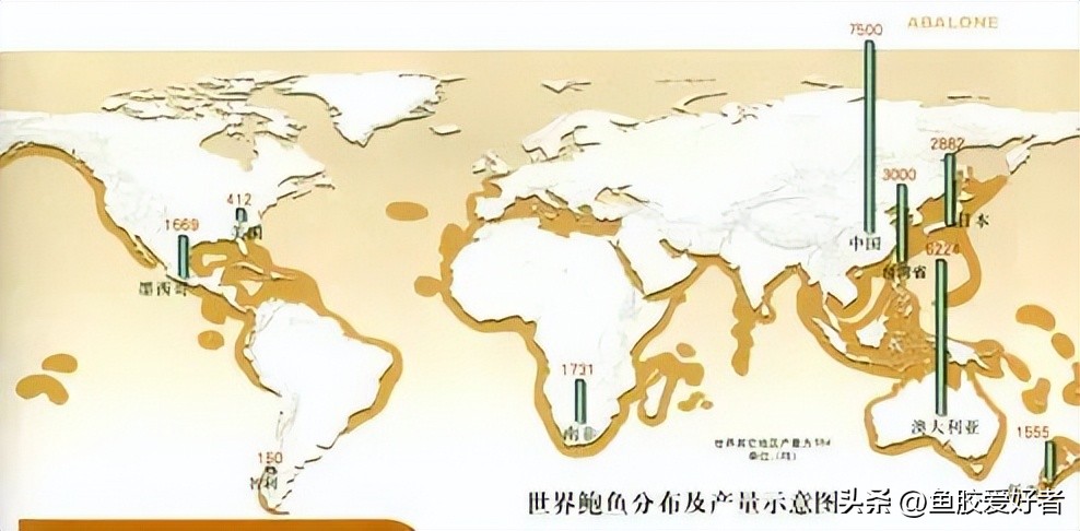 【技术贴】买鲍鱼一定要学会看这几点！