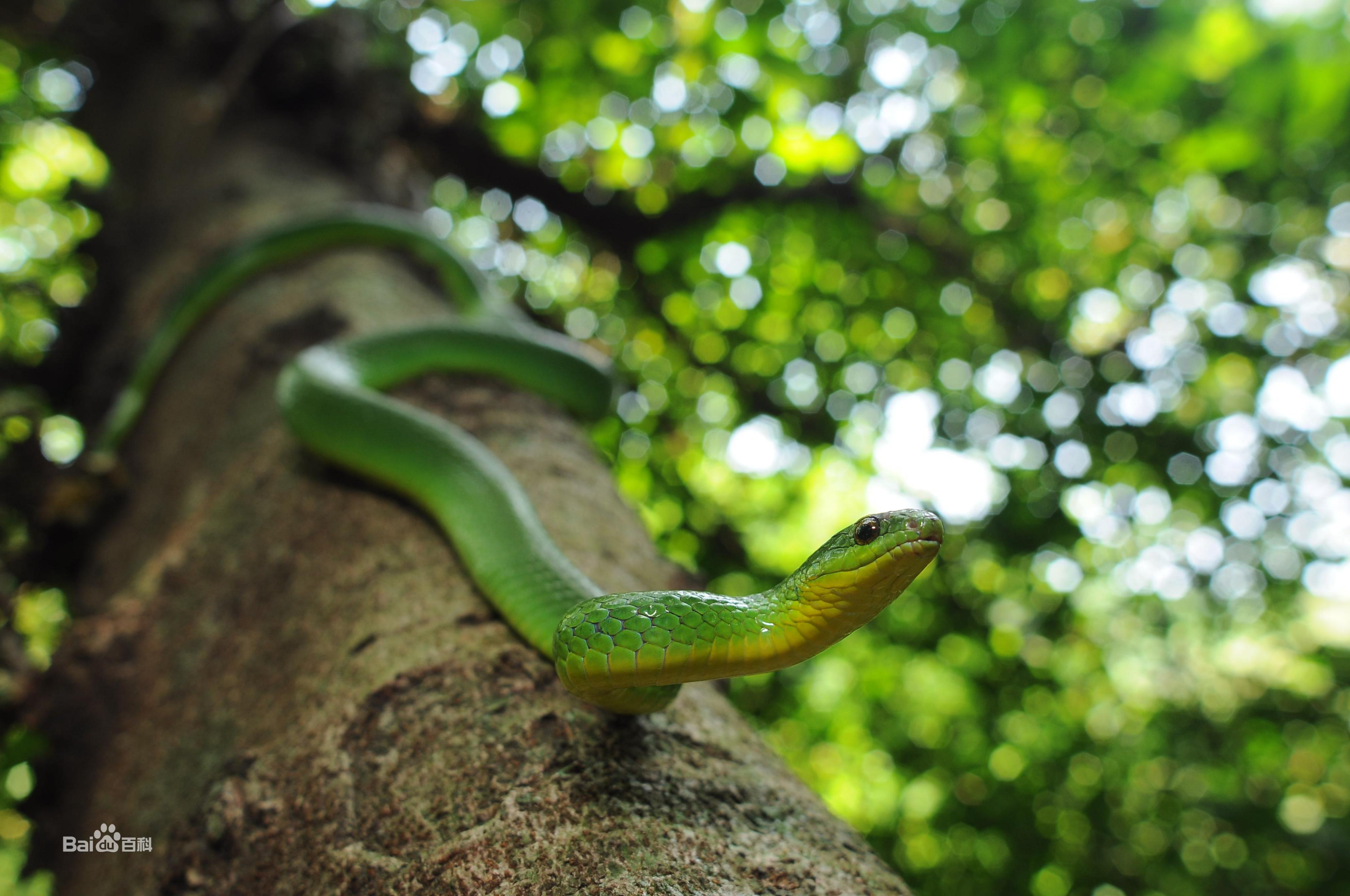 中国境内蛇类大全，11种（Ⅶ），恐蛇者勿入！