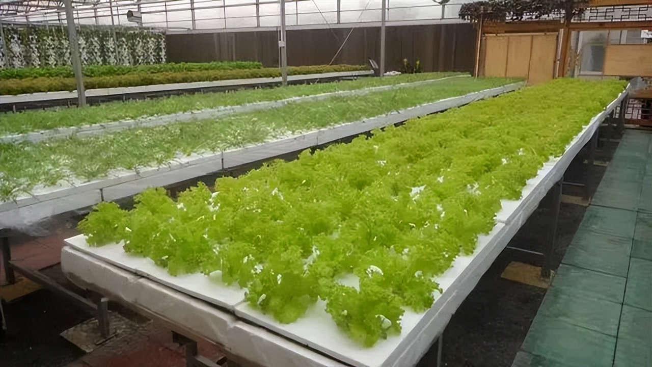 农业发展温室大棚的优点,田园综合体蔬菜大棚