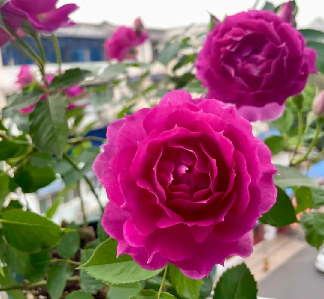 月季新品种详解,新品种抗病超大花浓香型月季