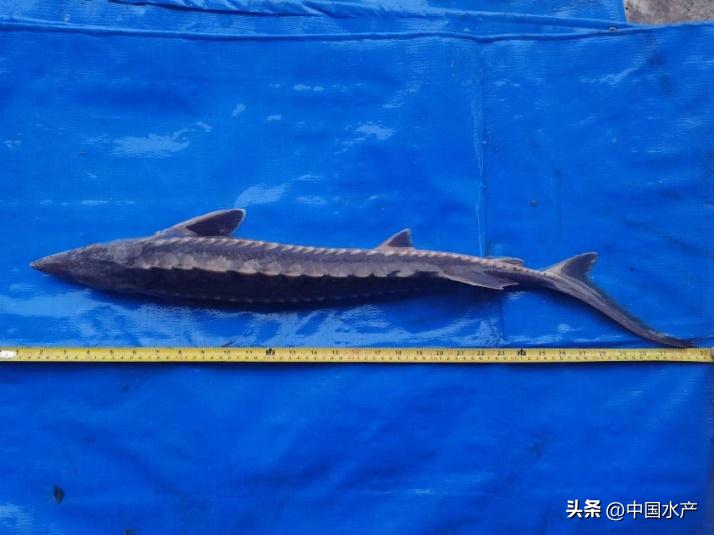 水生外来物种入侵防控工作方案,水生动物防疫