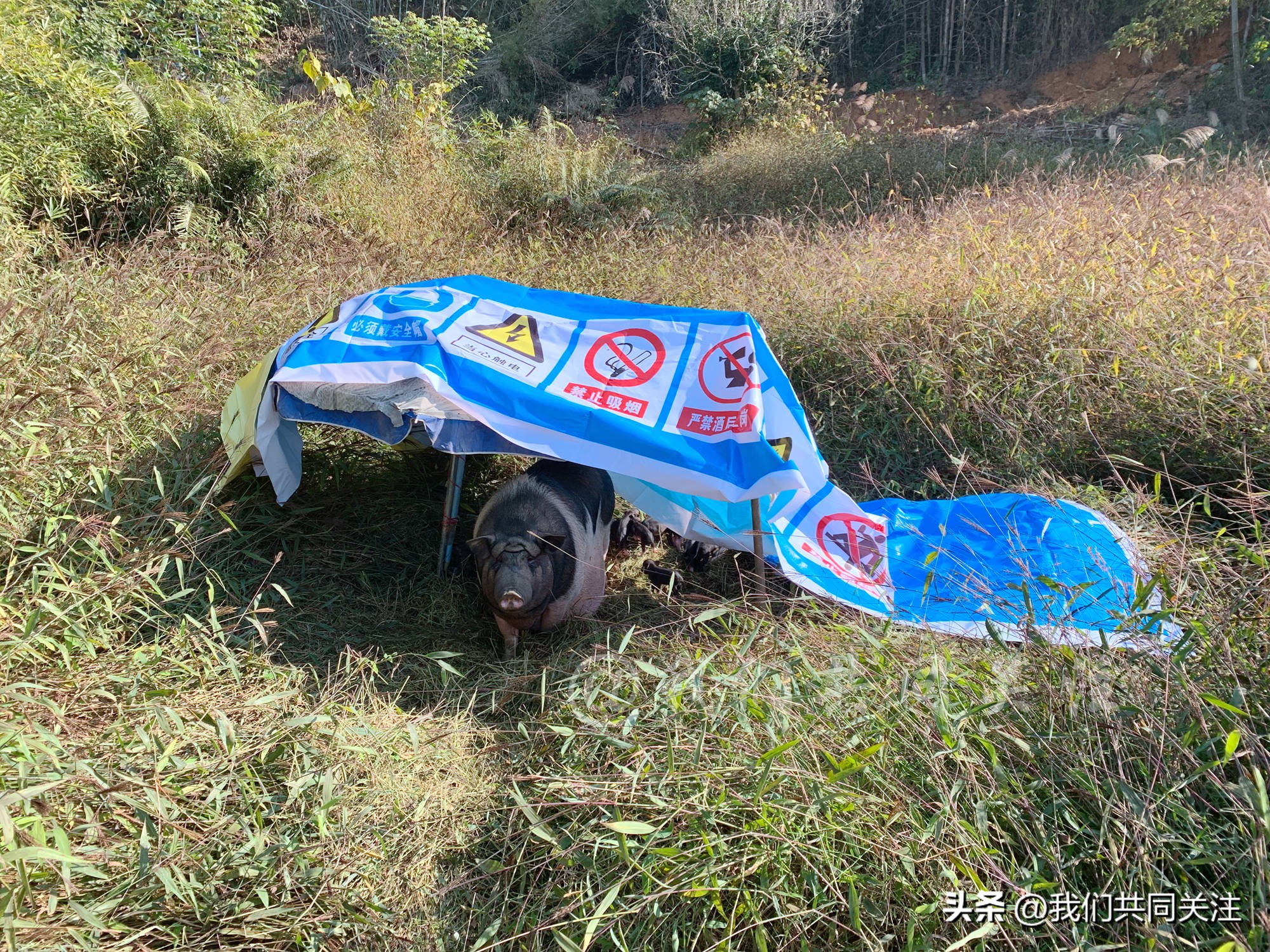 中华田园犬人工繁殖,中华田园犬遇到人类幼崽