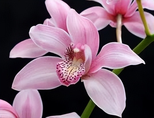 新手盆栽兰花最好选择哪些品种,适合家养的兰花品种有哪些盆栽