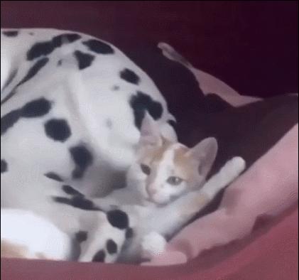 体型最大的乌龟有多大图片,背扁平的乌龟是什么龟