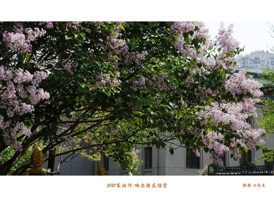 冬游哈尔滨八大必游景点,哈尔滨三日游必去的景点731