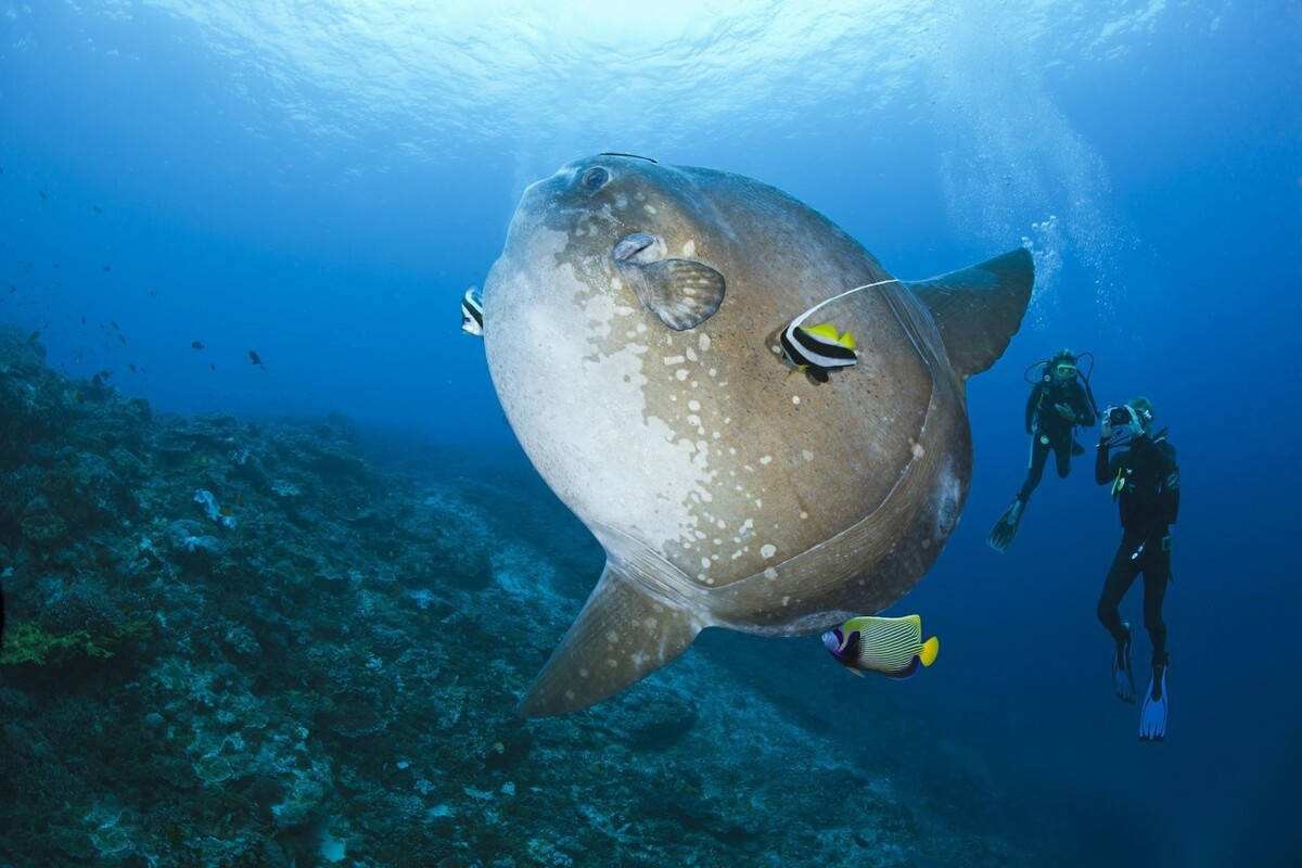 海洋里翻车鱼被吃了一半还能活吗,海中自助餐