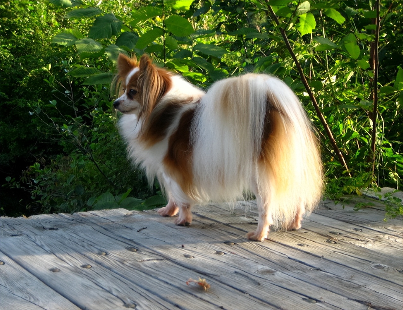 养什么小型犬寿命长又好看,建议新手养的10种小型犬性格好的