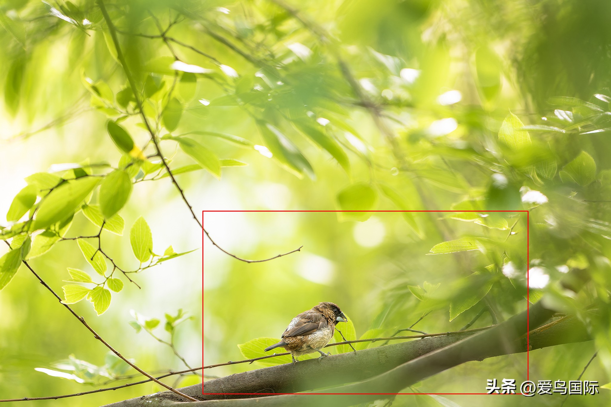 富士xh2s必备镜头,富士x-h2s配人像镜头