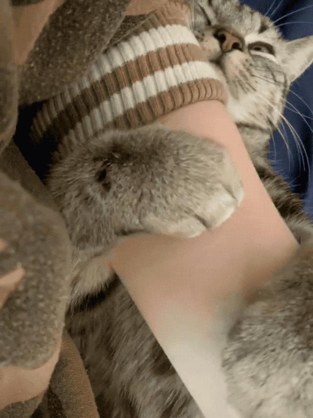 猫咪出现这些行为说明你不会养猫,猫咪有这6个表现