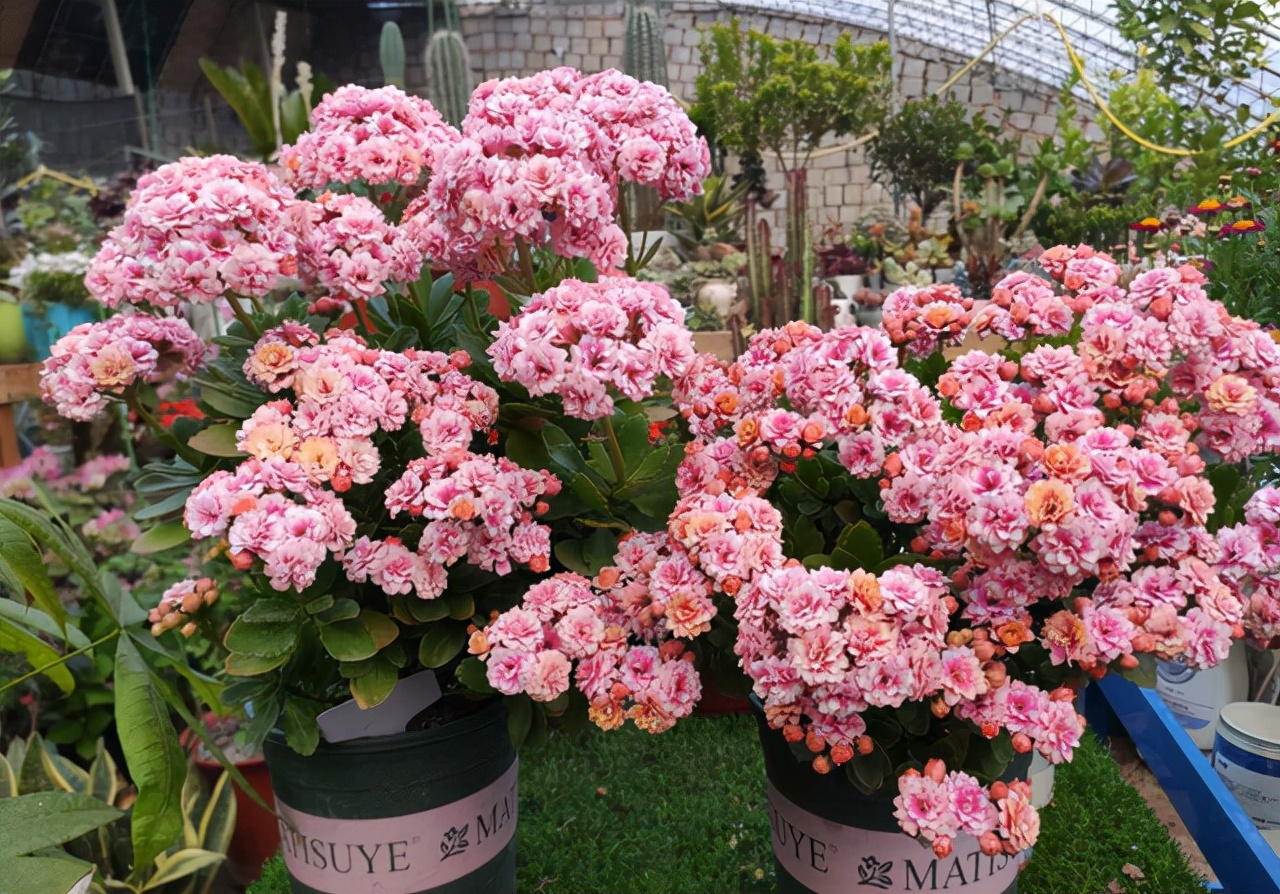 长寿花叶子畸形了,长寿花叶子小是怎么回事