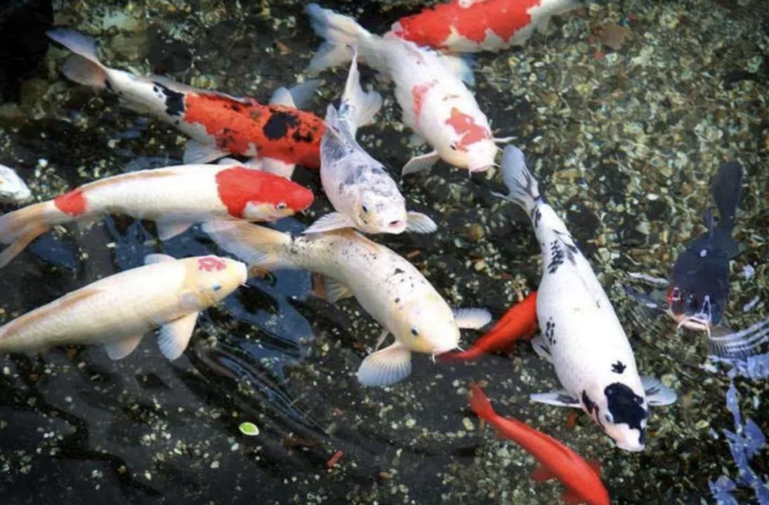 男子在山上捡到不知名小乌龟,男子在河里捡到一只小乌龟