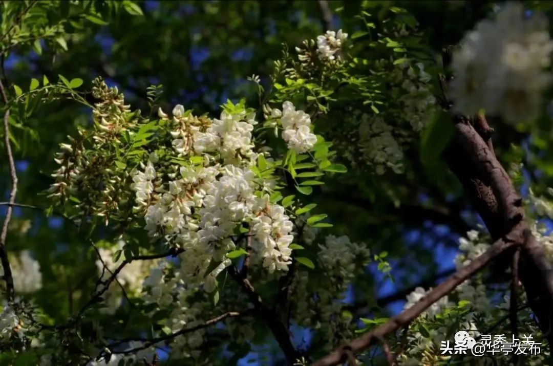 华亭上关镇：五月槐花香蜜蜂采蜜忙