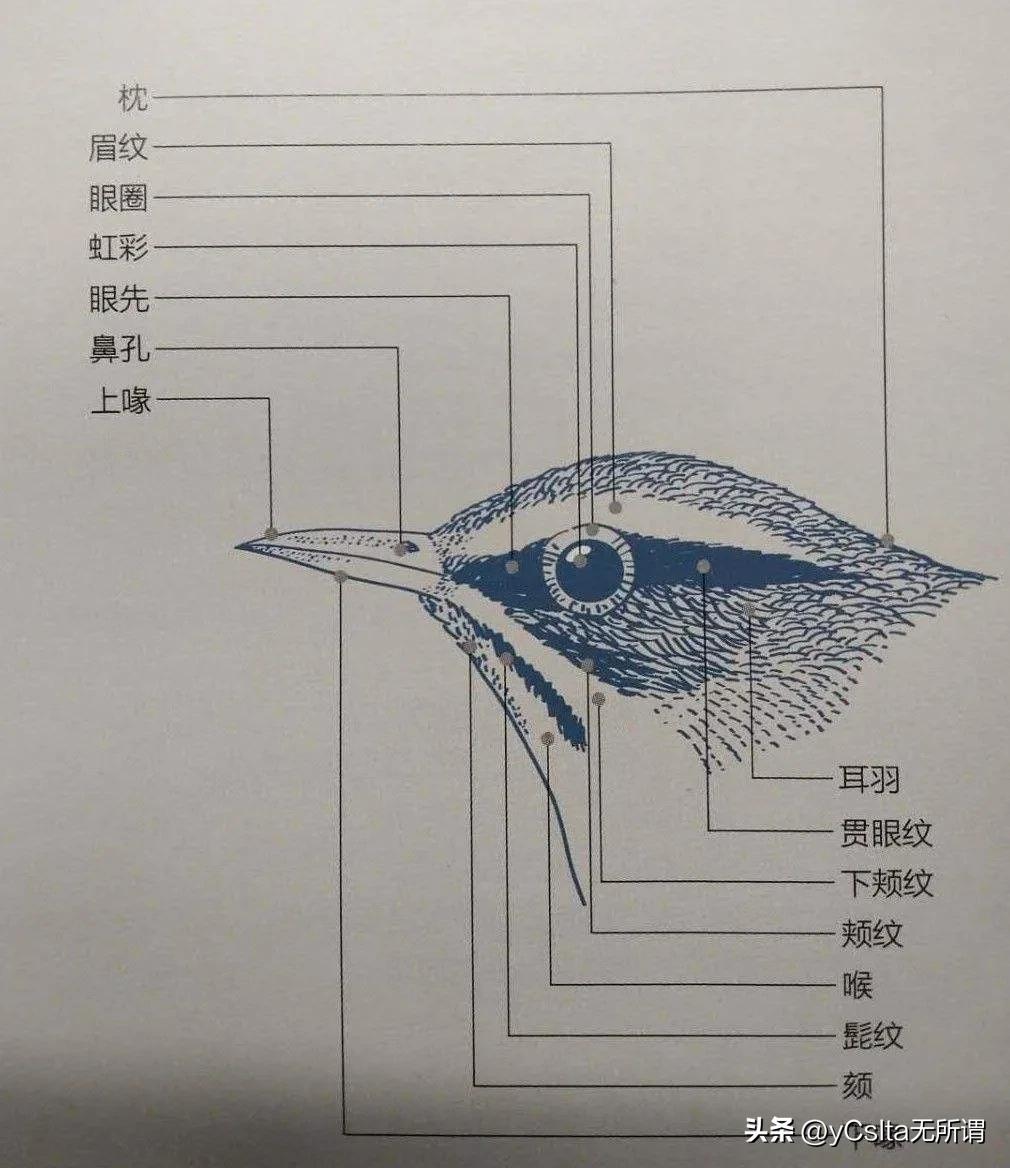 中国东北小兴安岭伊春鸟兽图鉴（鸟类）（一）