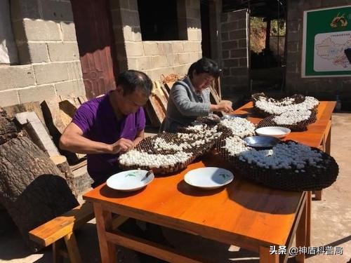 入侵海外的魔王，竟是云南人的宠物？三针能蛰死牛还被大量养殖