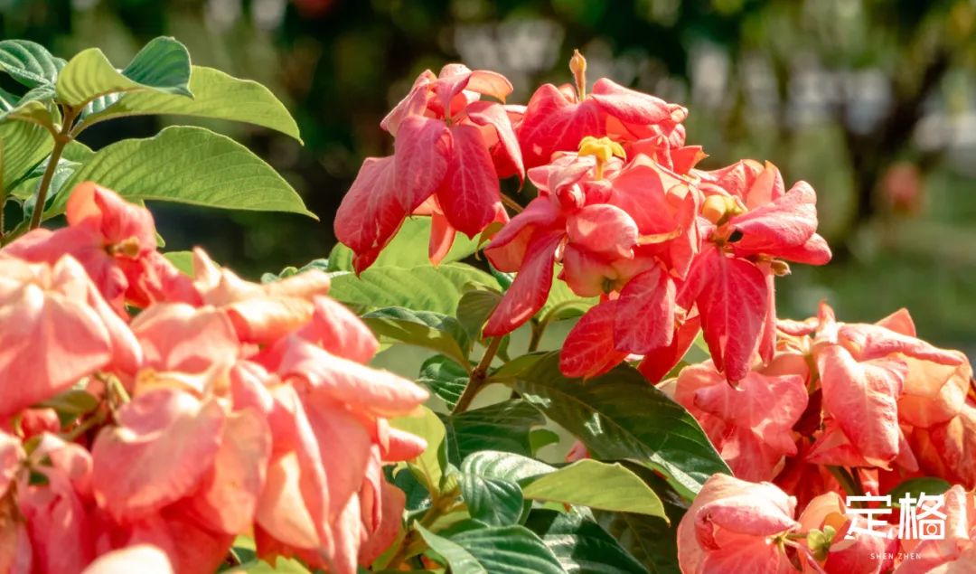 深圳湾流花山花海,深圳蝴蝶谷花海图片