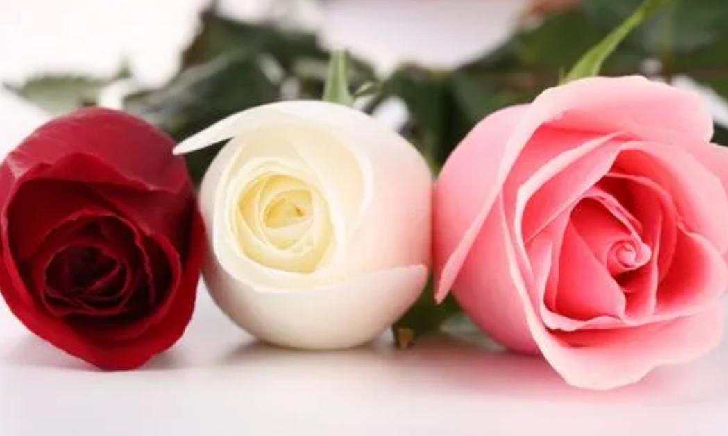 玫瑰花送人颜色有什么讲究,黄玫瑰可不能乱送人