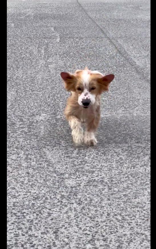 柯基股骨断了能自然愈合吗,柯基下巴被咬掉