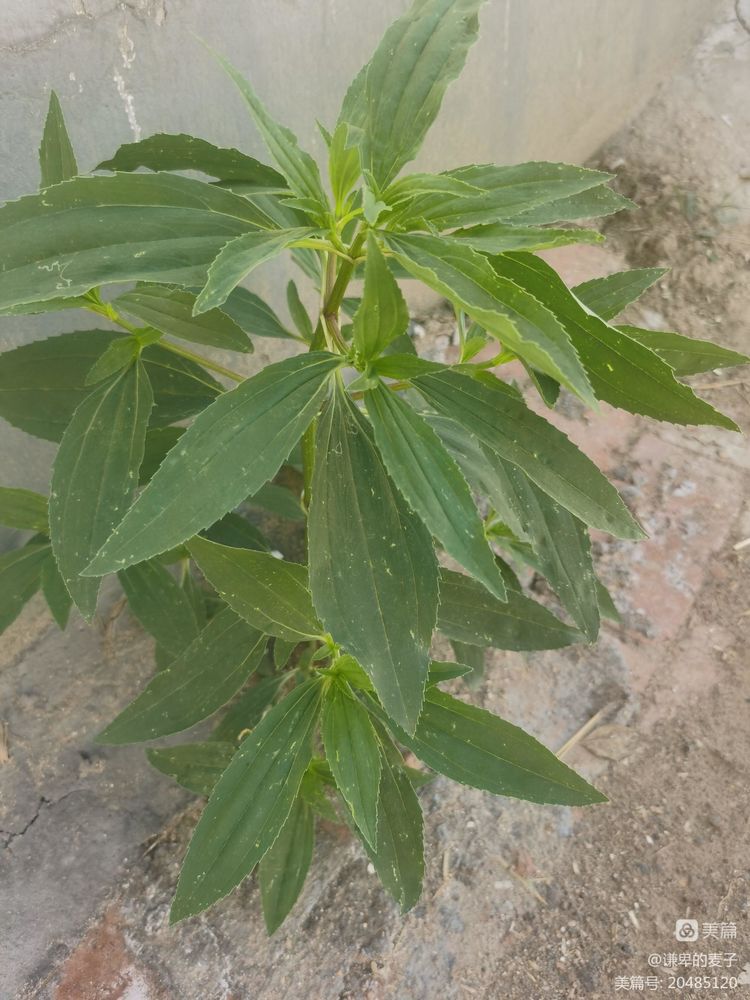 乡土植物种植资源,非根茎类植物有哪些