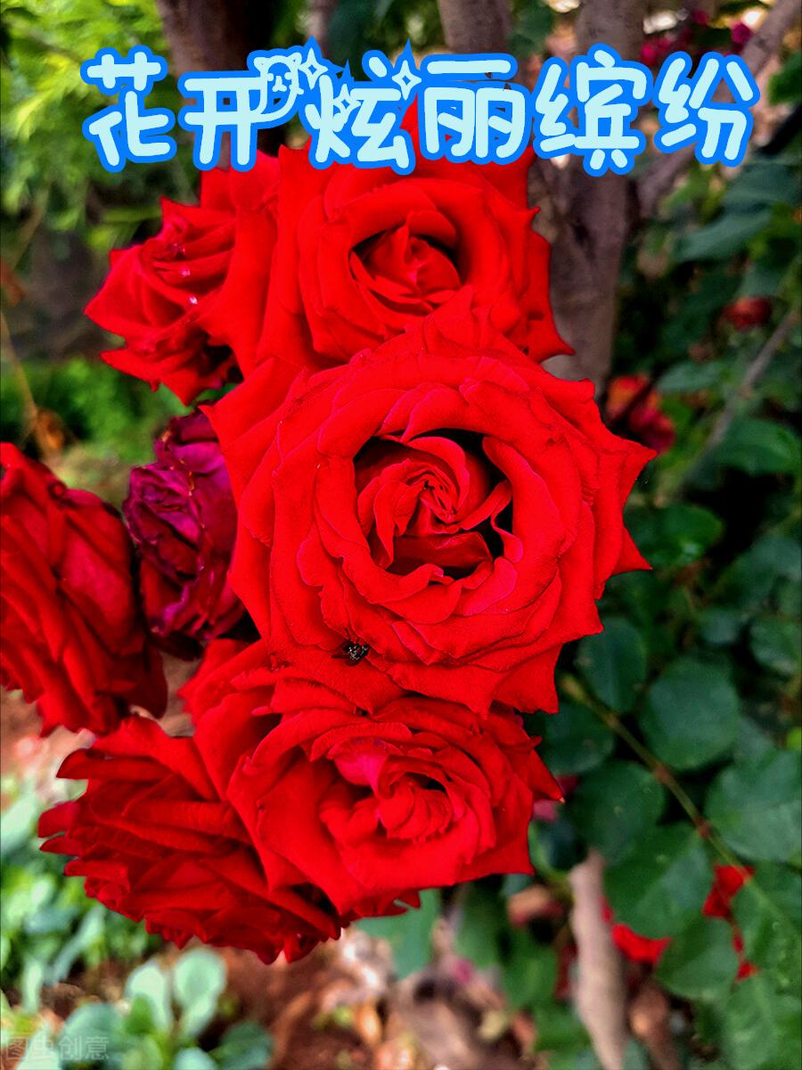 一花一叶最深情，万千*光春**花满园，花开惊艳时光，花香温柔岁月