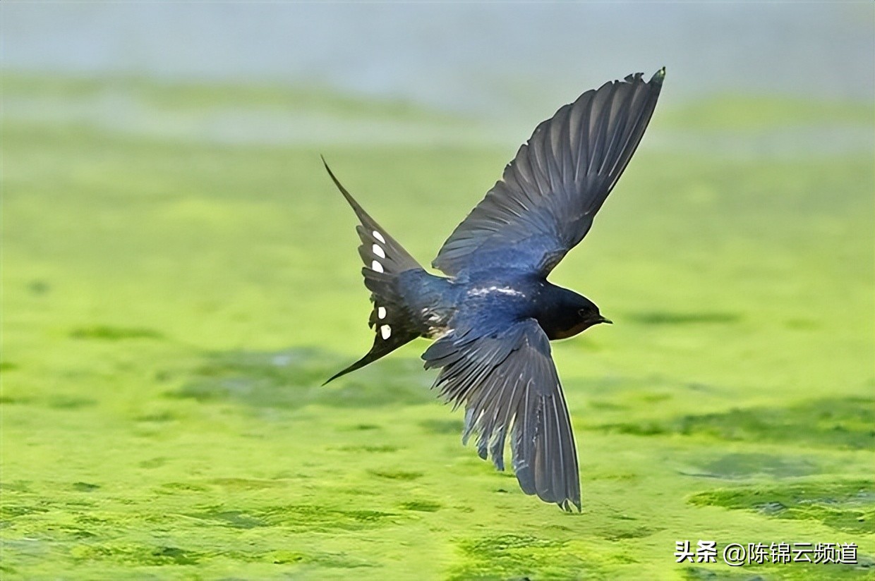 关于重阳节春节清明节的古诗,清明节积累关于传统节日的古诗词
