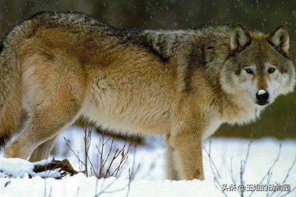 猞猁和雪豹谁厉害,猞猁大战狼群结果不敌狼群被杀死