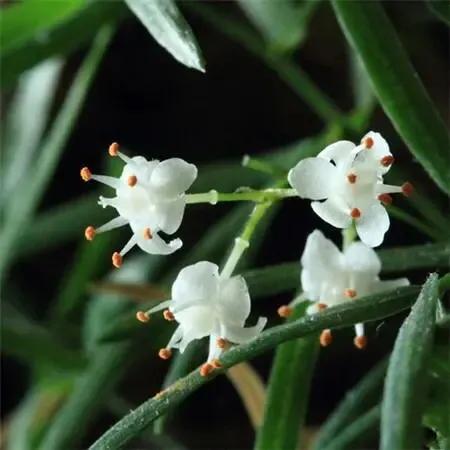 小小花朵——非洲天门冬