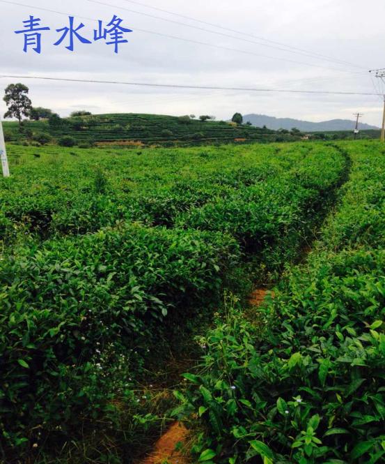 云南西双版纳古树普洱茶价格,云南和西双版纳的普洱茶好吗