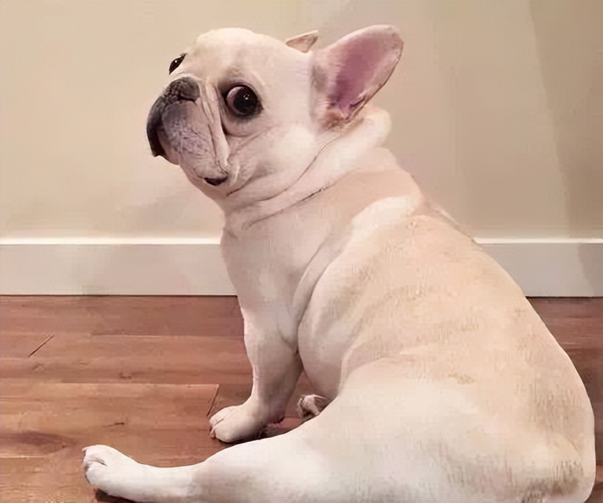 法牛有泪痕怎么处理,法牛有体臭怎么办