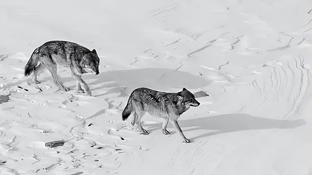 或存在回交？东岛400头牛独立演化350年，*亲近**繁殖为啥没灭绝？