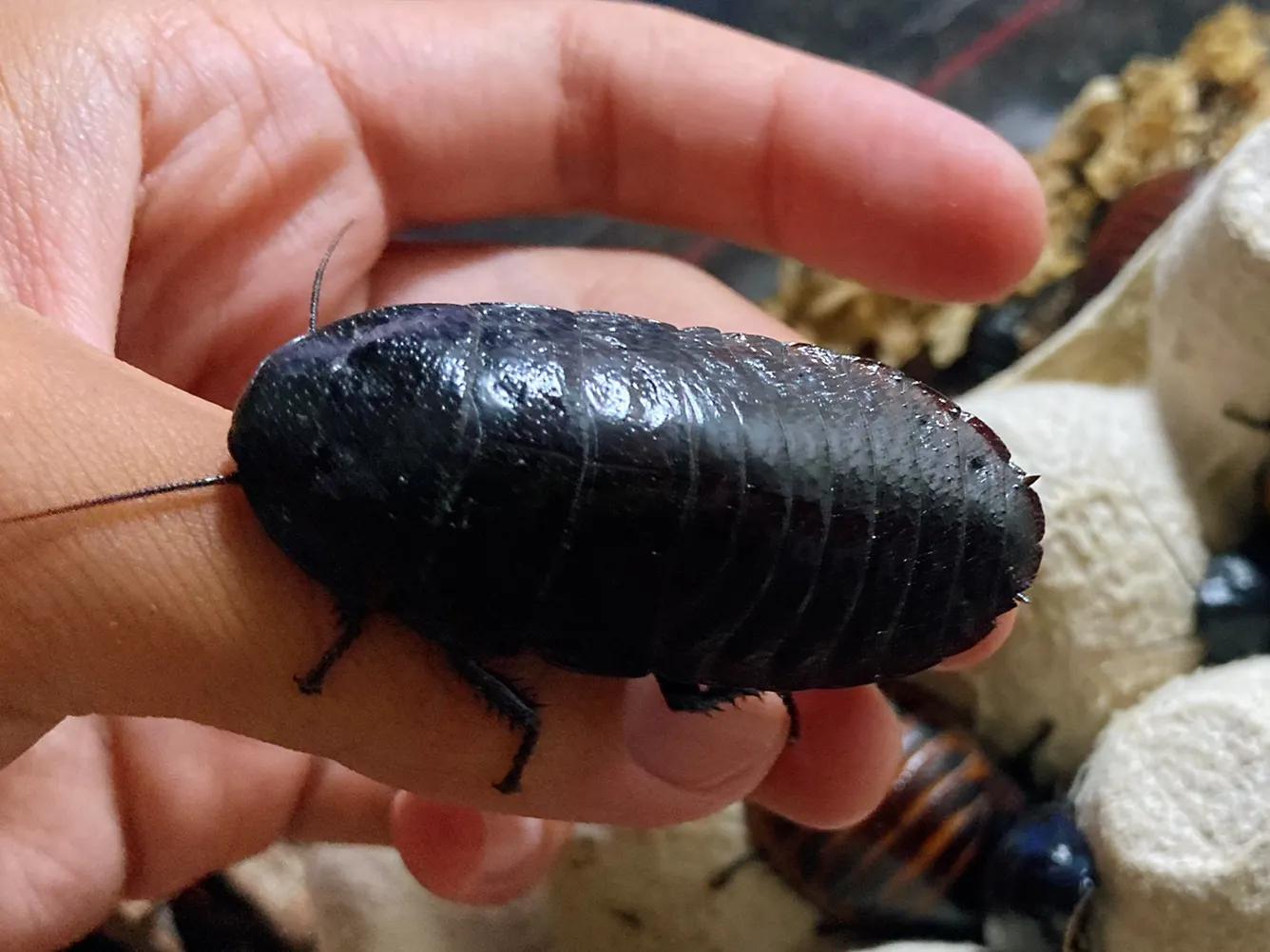 最聪明宠物蟑螂,会飞宠物蟑螂品种