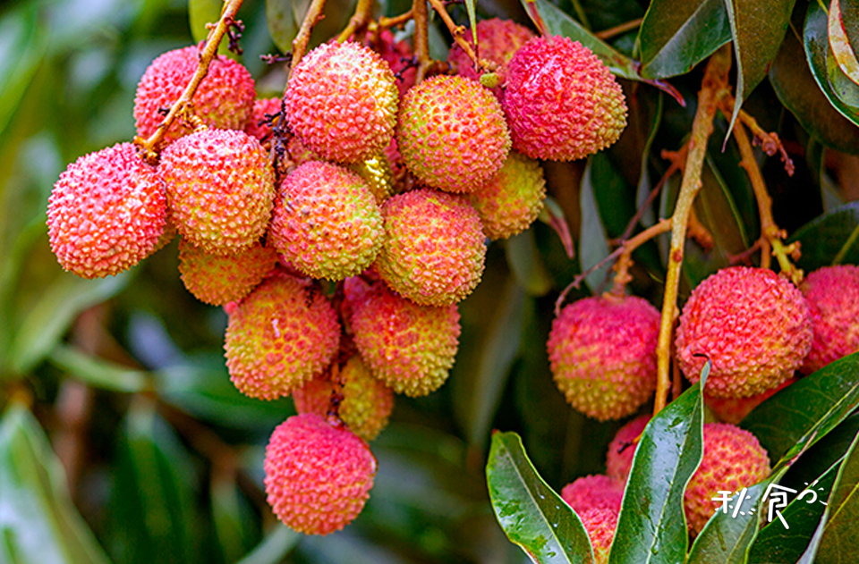 五种夏季常见水果这样吃更健康,最适合在夏天吃的5种水果