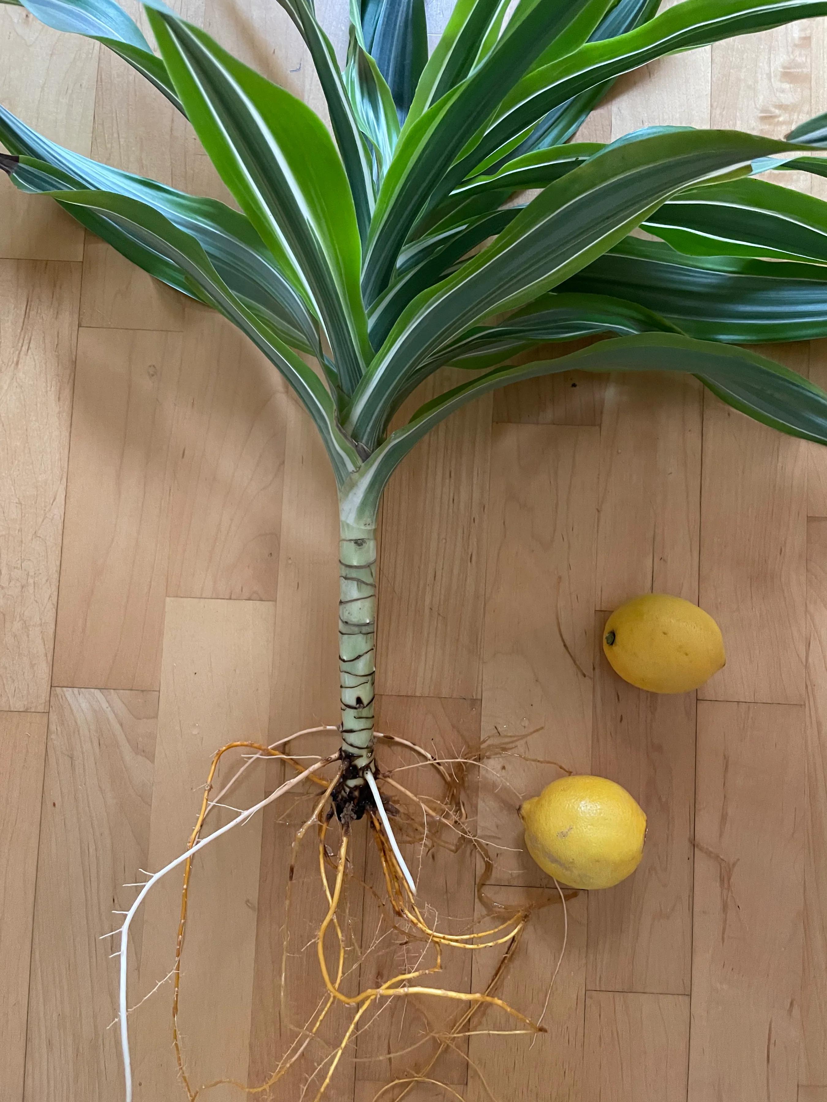 总有个地方现在是五点钟