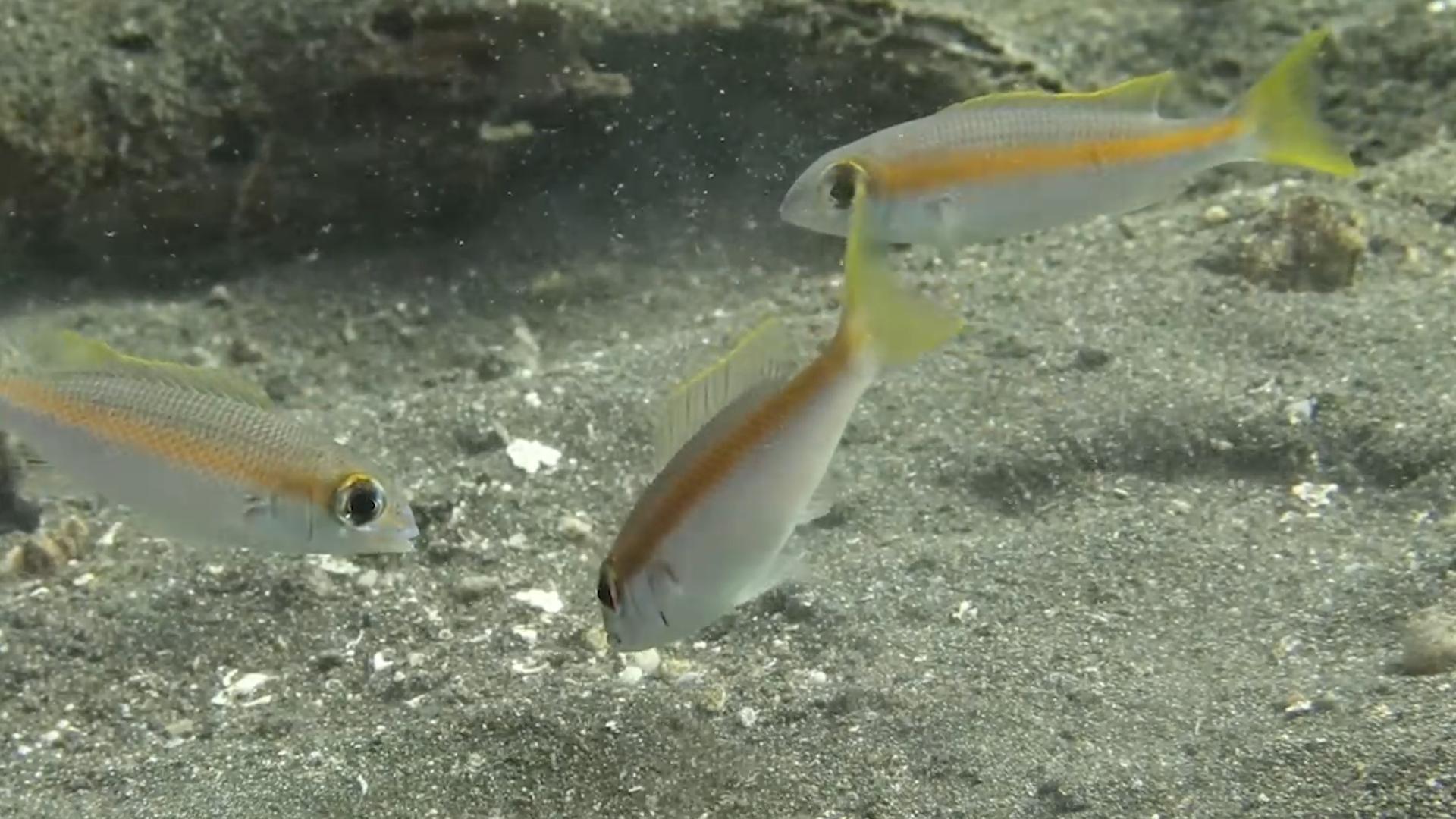 博比特虫遭遇人类袭击,巨型博比特虫