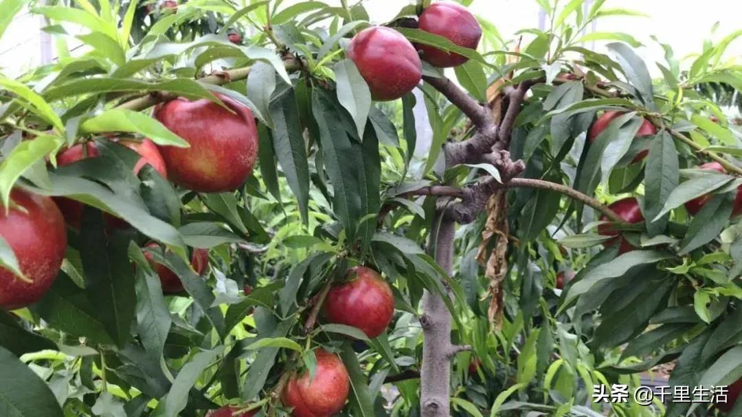 桃子熟了山东蒙阴黄桃,蒙阴蜜桃中国三大名桃