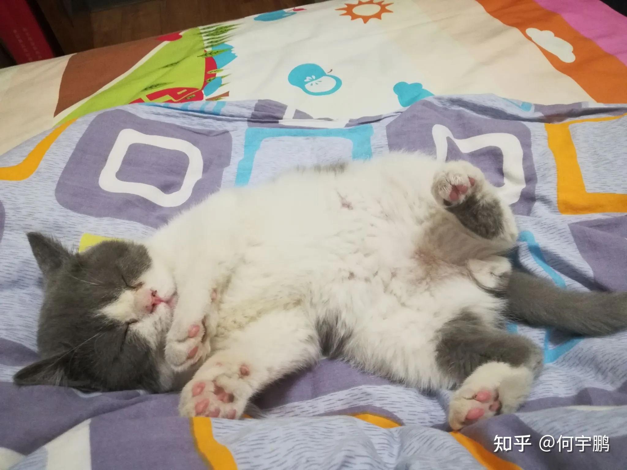 猫癣治疗最快的办法,猫癣怎么治疗最快