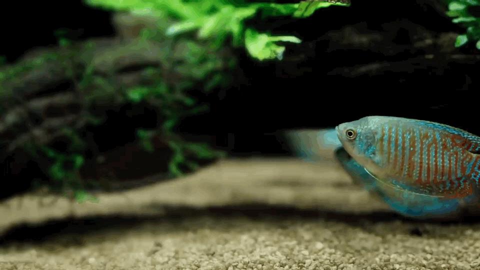 热带观赏鱼图片唯美大全,热带观赏鱼动图