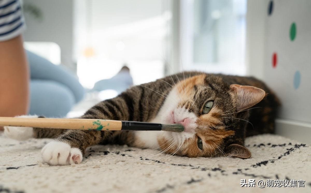 猫咪新环境不吃东西怎么办,猫咪到了新环境不咋吃猫粮怎么办