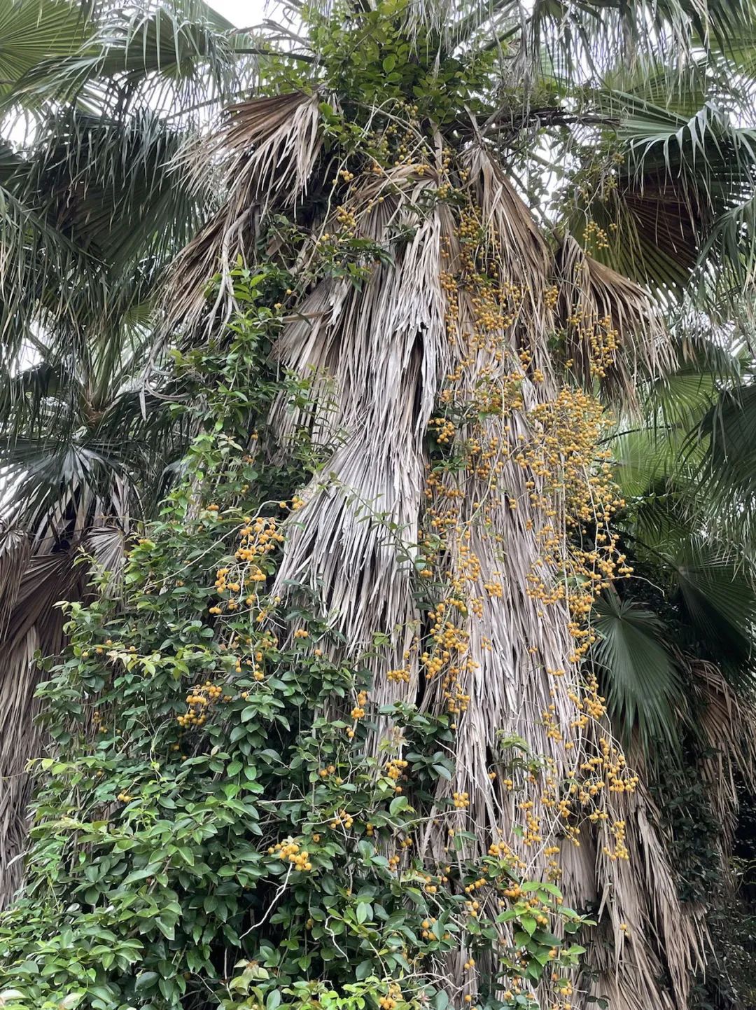 仙人掌花开的如此绚烂,仙人掌开花代表什么