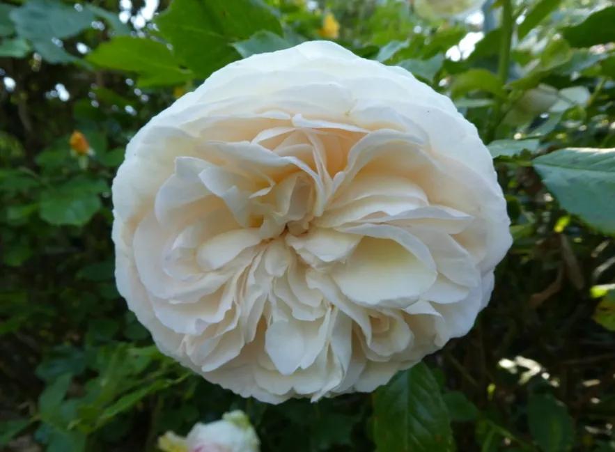 新品宝石腮红,奶白腮红渐变加钻