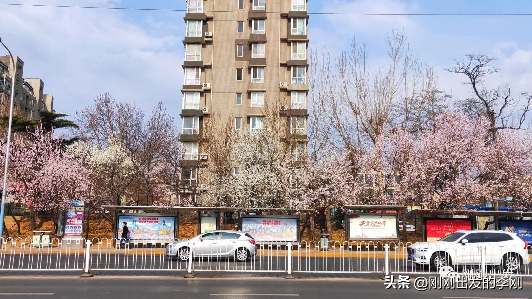 去大连看桃花是在几月份,大连哪里适合看金丝桃花