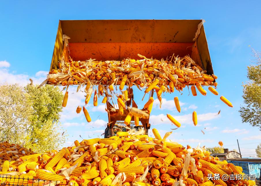 古城粮丰季，仓廪俱盈实！洮南市迈入全省前十产粮大县行列