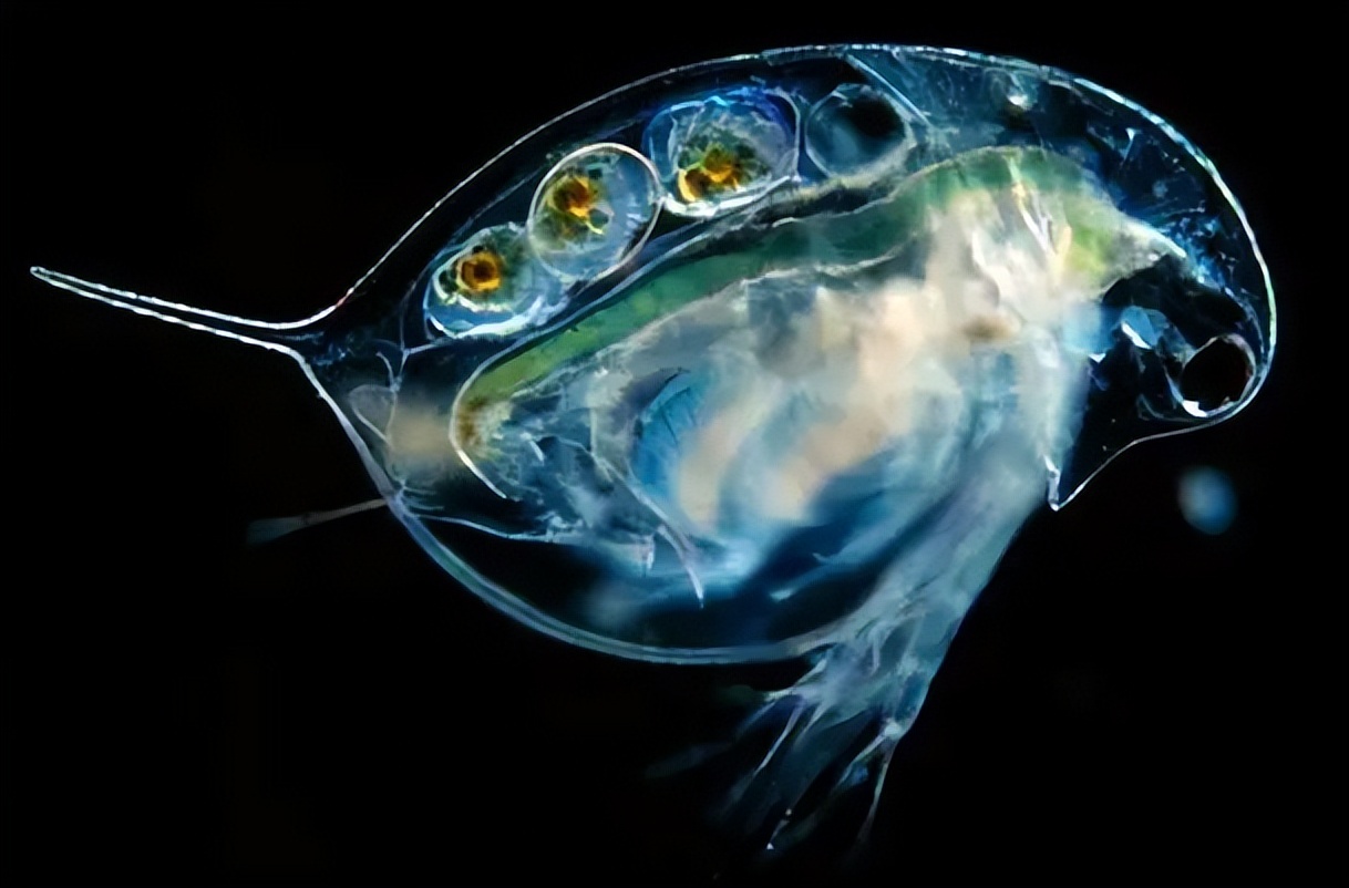 吡螨胺对以掌肢新米虾、泉膀胱螺和金鱼藻为主的生态系统的影响