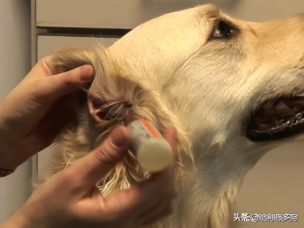 小狗耳朵里有褐色分泌物,小狗耳朵里黑色的东西怎么办